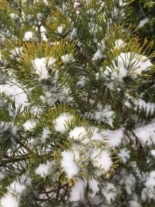 Mountain pine, pine tree, snow