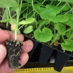 Plug seedling Pelargonium plants