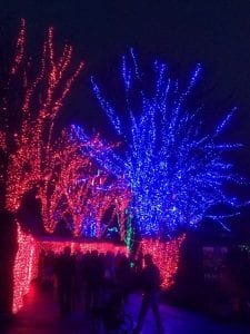 Coloured lights on trees