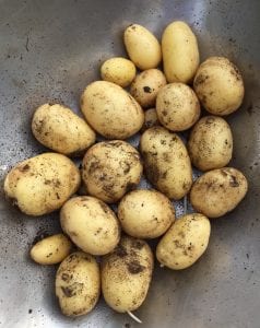 Growing tasty new potatoes