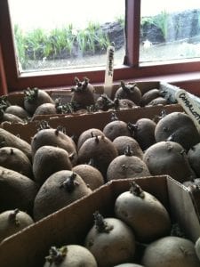 chitting seed potatoes on a windowsill, Which Seed Potatoes to Grow