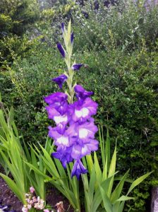 purple gladioli flower