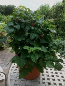 a raspberry plant in a pot