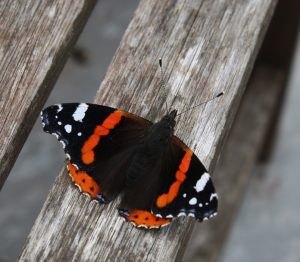 a red admiral butterfly