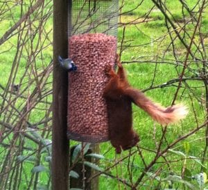 red squirrel hanging from a peanut feeder