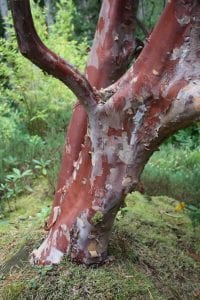 brown peeling bark of rhododendron, 