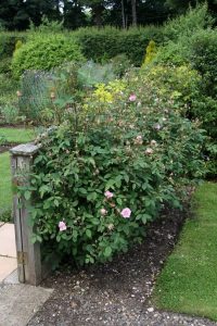 a rose hedge