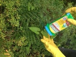 a weed killer, plant and yellow gloves