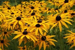 How to get late summer colour in the garden, Rudbeckia Goldsturm