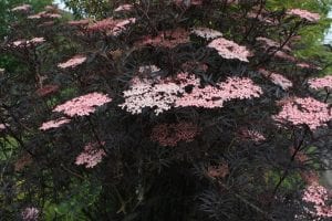 Black Lace Sambucus elder with pink blossoms