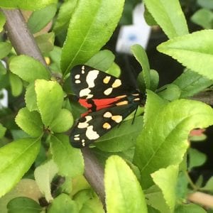 moth on green shoots