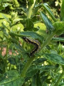 caterpillar, scarlet tiger, moth, gardening for butterflies and moths