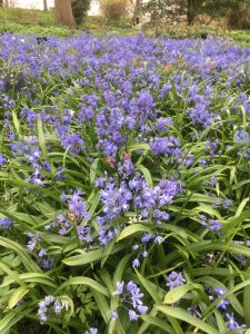 Scilla, blue flowers, bulbs, spring