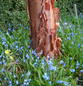 scilla under a paperbark maple tree, bulbs that naturalise