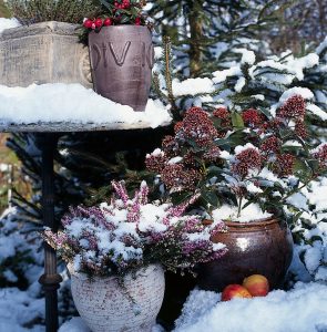 Skimmia and heathers in pots covered by snow