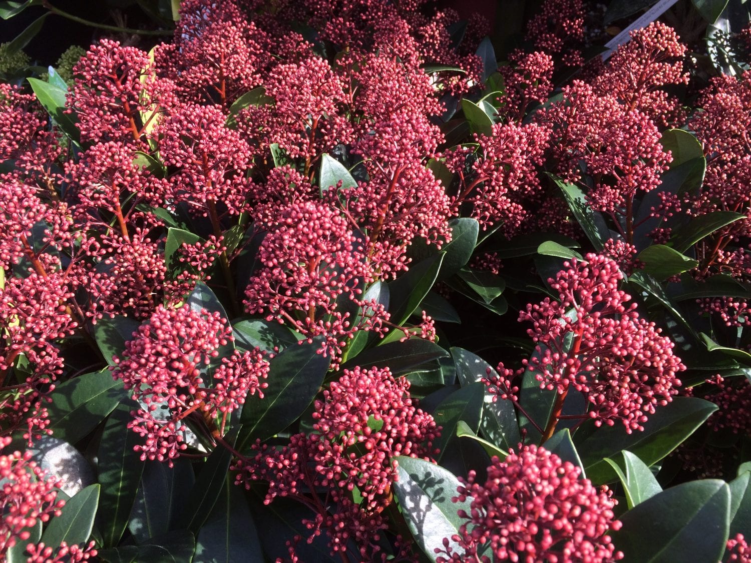 what skimmia plant should you grow - down to earth