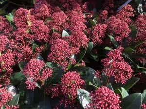 skimmia, red, male flower buds