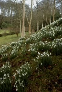 snowdrops on a bank, birch trees