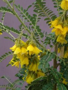 Yellow blooms of Sophora