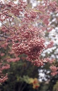rowan, pink, Sorbus, tree, Berried Treasures
