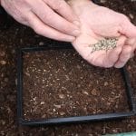 seed sowing, heart line, propagation, gardening