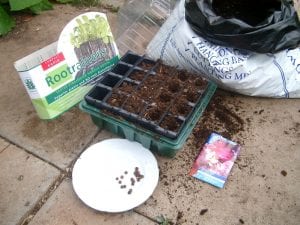 gardening, sowing, scent, sweet pea sowing