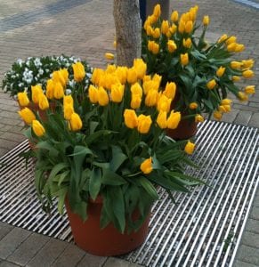 yellow tulips in pots