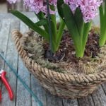 How to grow hyacinths for Christmas