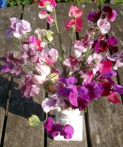 sowing sweet peas in autumn, gardening, scent, sowing