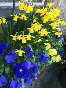 yellow daffodils and blue pansy flowers