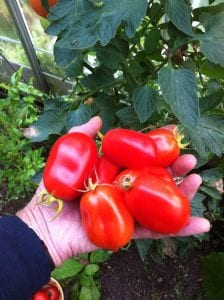 Tomato, tomatoes, fruit, Rosada