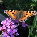 butterfly, butterfly bush, Buddleja