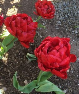 red tulips, tulip, abba