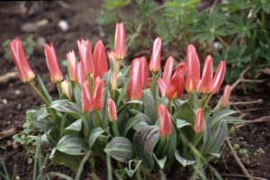 Tulip, Hearts Delight, pink tulips, shorter flowering bulbs