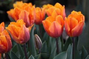 plant tulips late, bulbs, blooms, tulip, bulbs to naturalise