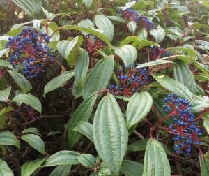 blue berries, viburnum