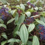 Viburnum, plant, blue, berries