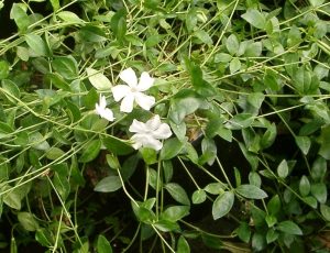 Vinca, periwinkle, white flower and green leaves