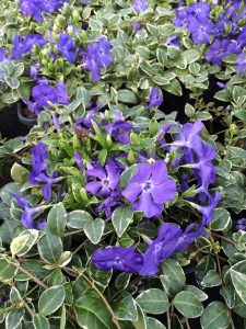 periwinkle. Vinca, Ralph Shugert, blue flowers