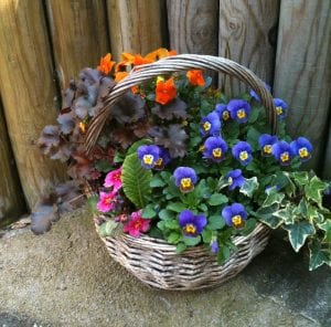 Viola, Heuchera, and ivy plants in a basket