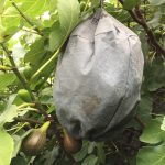 Waspinator, figs,