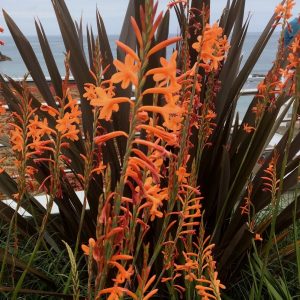 New Zealand Flax, Watsonia, flowers