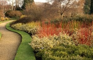 winter, colour, stems, bark, garden, plants, colourful cornus, Cambridge
