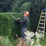 a man trimming a hedge