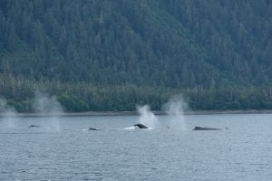 The Alaskan Inside Passage, whale, alaska, blow