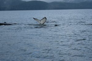 whale, The Alaskan Inside Passage, alaska, humpback