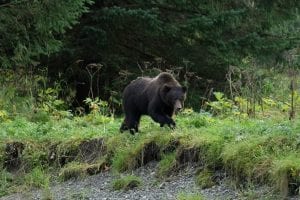 bear, grizzly bear, alaska, the inside passage of alaska