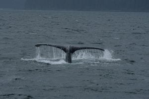 The Alaskan Inside Passage, whale, humpback