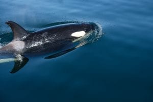 orca, killer whale, The Alaskan Inside Passage 