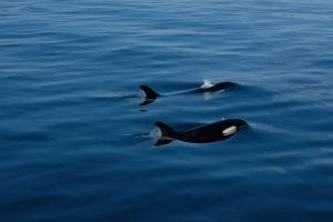 orca, killer whale, alaska, The Alaskan Inside Passage 